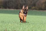 BERGER ALLEMAND 535